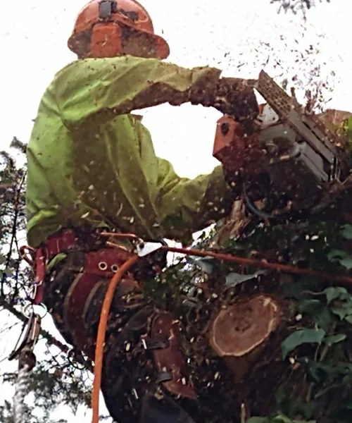 Tree Services in Seattle 